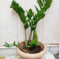 فروش تک وعمده انواع گل و گیاه به قیمت مناسب|خدمات باغبانی و درختکاری|قم, چهل درخت|دیوار