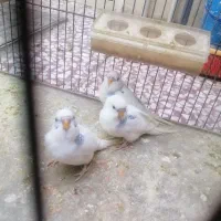 مرغ عشق|پرنده|اصفهان, مهدیه|دیوار