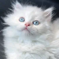 بچه گربه چشم آبی بریتیش پرشین
