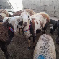 قوچ شیشک افشار  پلنگی