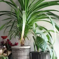 گلدان گل طبیعی پاندانوس