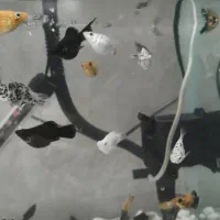 ماهی مولی خوشگل|ماهی|قم, شهرک سازمان آب|دیوار