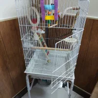 قفس بزرگ طوطی کاسکو با وسایل کامل|لوازم جانبی حیوانات|قم, میرزائیه|دیوار