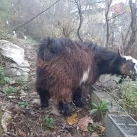 یک راس بز نر چاق سالم|حیوانات مزرعه|اطاقور, |دیوار