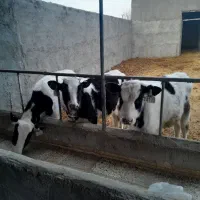 گوساله|حیوانات مزرعه|بوئین زهرا, |دیوار