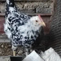 باسلام خروس ونیمچه وارگ گلین|حیوانات مزرعه|گچی, |دیوار