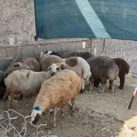 گوسفند چاق درجه یک