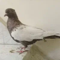 کبوتر‌رنگی‌|پرنده|اهواز, شریعتی جنوبی|دیوار