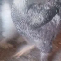 چندتا خروس برهما لایت فروشی|حیوانات مزرعه|مشگین شهر, |دیوار