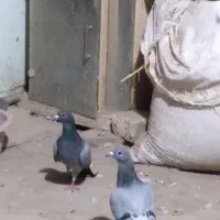 کبوتر سبز