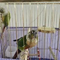 طوطی گرینچیک|پرنده|تهران, مشیریه|دیوار