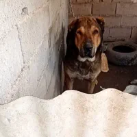 سگ الابای|سگ|ساری, |دیوار