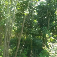 فروش برای تجاری و مسکونی|فروش دفتر صنعتی، کشاورزی، تجاری|فومن, |دیوار