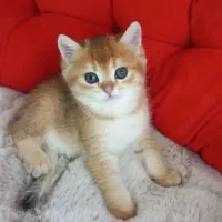 گربه بریتیش