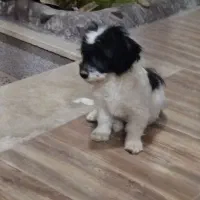 پاپی نر|سگ|خمینی‌شهر, |دیوار