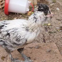 نیمچه گلین جیرفتی لاری و ...