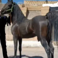 اسب نریان|اسب و تجهیزات اسب‌سواری|بم, |دیوار