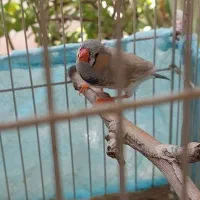 فنچ نر بالغ جوان و خانگی|پرنده|کرج, کوی کارمندان شمالی|دیوار