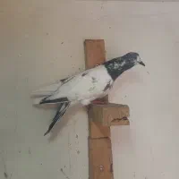 کفتر شهرستانی