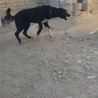 توله واگذاری|سگ|خرقان, |دیوار