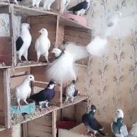 رنگی جوانه|پرنده|گنبد کاووس, |دیوار