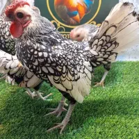 ست سبرایت سیلور