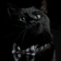 ۰۹۱۲۱۷۷۳۲۹۳