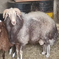 شیشک قوچ افشار چهار دندان 37000000|حیوانات مزرعه|شاهین‌شهر, گزبرخوار|دیوار