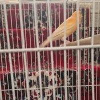 قناری نروماده|پرنده|مشهد, فتح المبین|دیوار