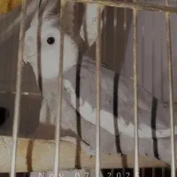 عروس هلندی نر با قفس|پرنده|هشتگرد, هشتگرد قدیم|دیوار