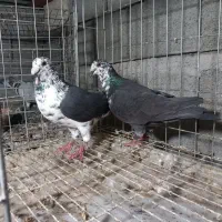 جفت نرماده کشکشی سیاه|پرنده|وحدتیه, |دیوار