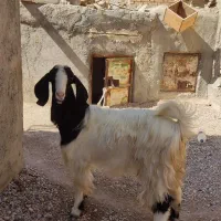 فروش یک راس بز