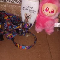 اشپیتز  نر|سگ|دورود, |دیوار