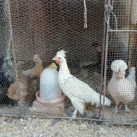 جوجه خروس سلطان و فری|حیوانات مزرعه|نیشابور, بنیاد شهید|دیوار