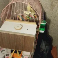 طوطی بریلی|پرنده|نقده, |دیوار