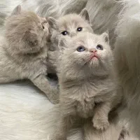 گربه بریتیش اصیل|گربه|تهران, دانشگاه شریف|دیوار