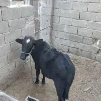 گوساله ماده|حیوانات مزرعه|سراوان, |دیوار