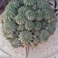 گلدان پر از گلهای کاکتوس|گل و گیاه طبیعی|اصفهان, سرتاوه|دیوار