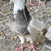 کبوتر طوقی