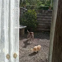 معافظه توله بامرغ خروس لاری یاچیزیی بدردم بخوره