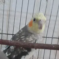عروس هلندی گل باقالی گم شده .