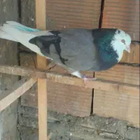 کفتر کبوتر پرشی