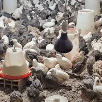 اجاره کننده سالن پرورش