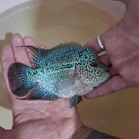 کینگ کامفا سیلورچشم قرمز