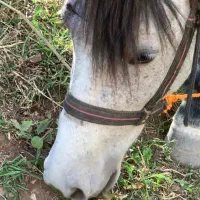 اسب|حیوانات مزرعه|فشم, |دیوار