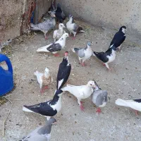 ۱۵تا مغلف پرشی میزان