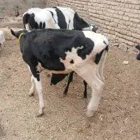 گوساله هوشتان دوتاش۱۱۵م تکی فروخته میشود