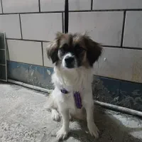 یه سگ ماده واسه فروش دارم