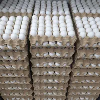 پخش تخم مرغ ساری|خوردنی و آشامیدنی|ساری, |دیوار