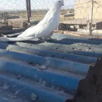 ۵عدد کبوتر|پرنده|میانه, |دیوار